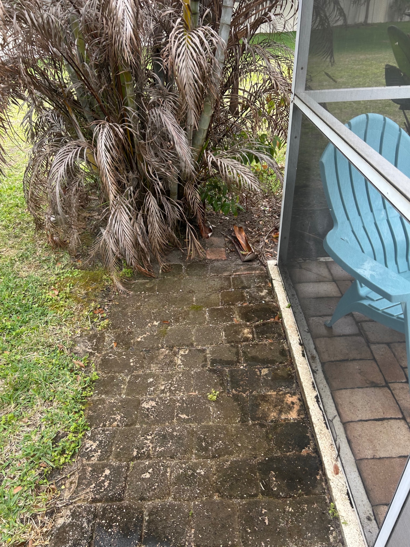 Mossy, dirty paver path before pressure washing
